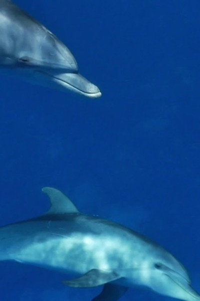 Póster de Meditate like a Dolphin