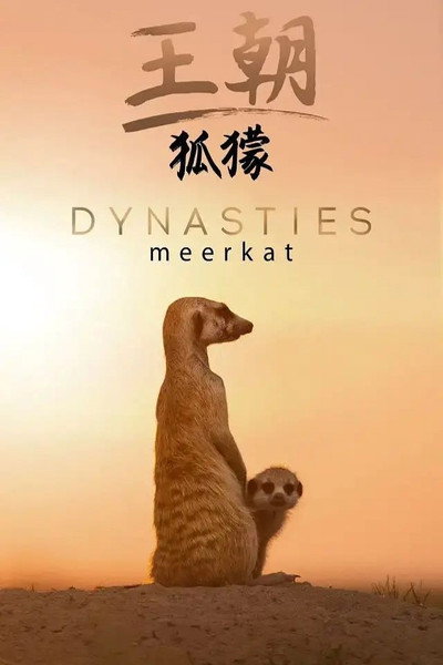 Póster de Meerkat: A Dynasties Special