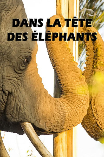Póster de Mind of a Giant