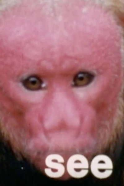 Póster de Monkey See, Monkey Do: Verbs
