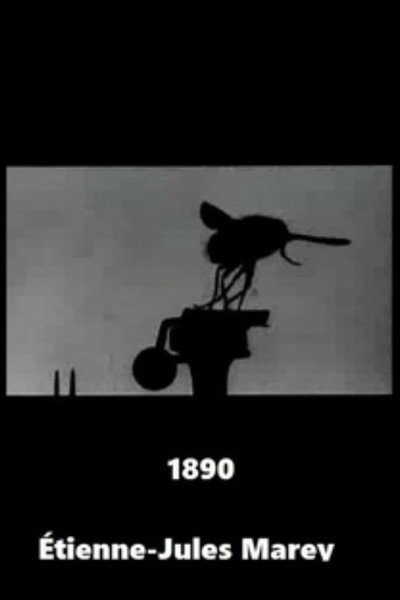 Póster de Mosquinha