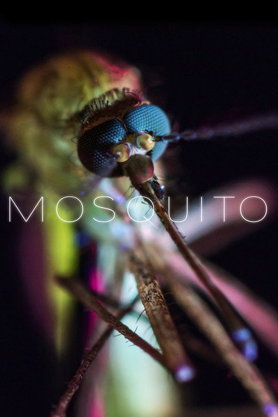 Póster de Mosquito