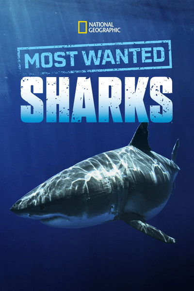 Póster de Most Wanted Sharks