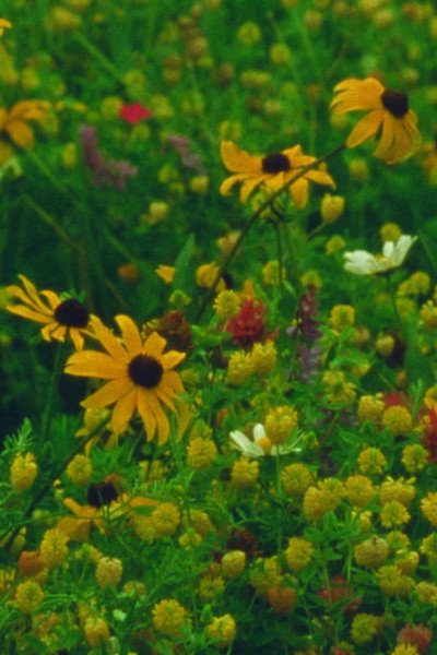 Póster de Mountain Wildflowers