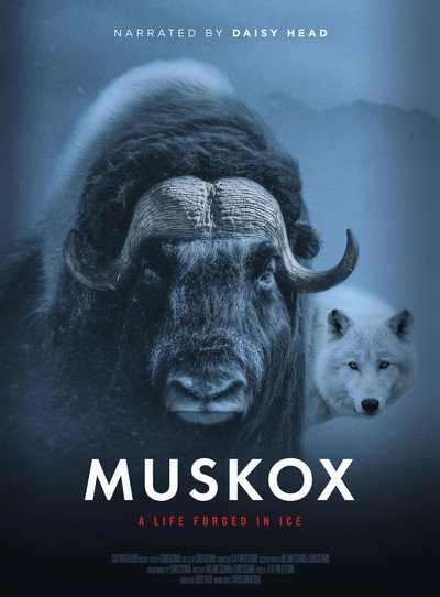 Póster de Muskox: Survival in the Arctic