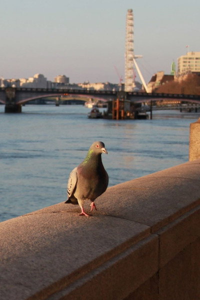 Póster de My travels London through my eyes