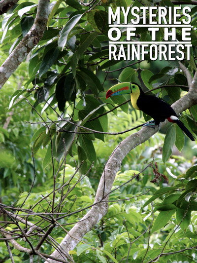 Póster de Mysteries of the Rainforest