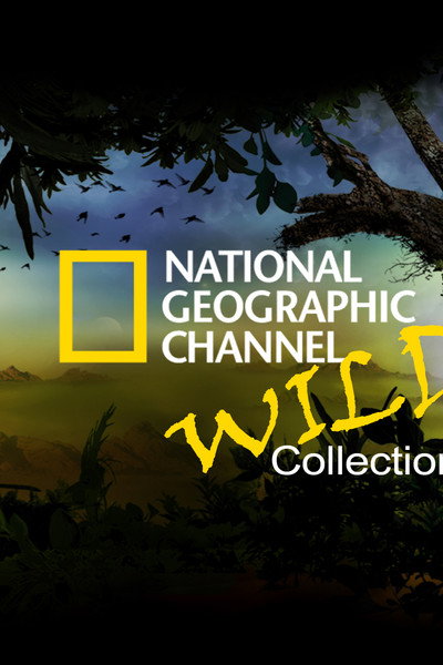 Póster de Nat Geo Wild: Kitten Impossible