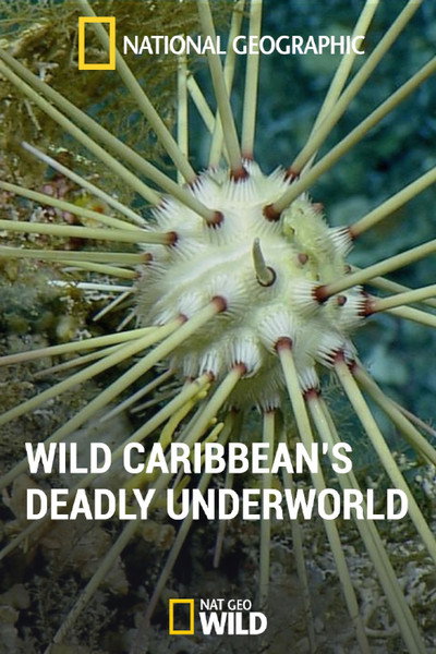 Póster de National Geographic: Caribbean's Deadly Underworld