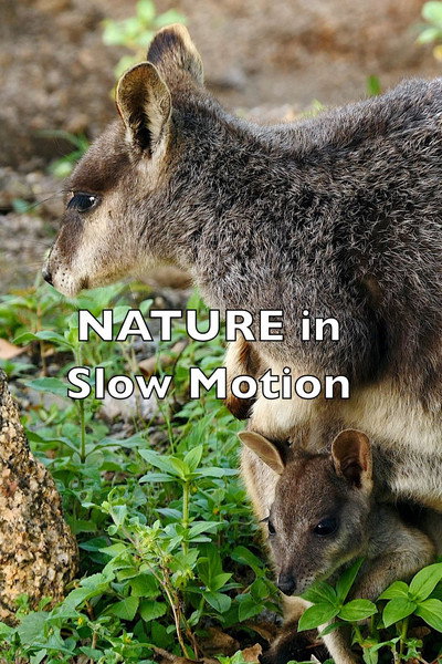 Póster de Nature in Slow Motion