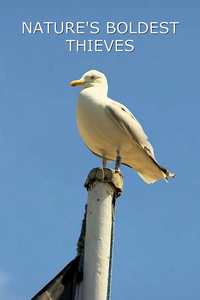 Póster de Nature's Boldest Thieves