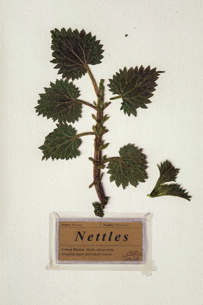 Póster de Nettles