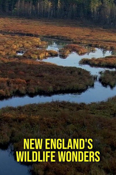 Póster de New England's Wildlife Wonders