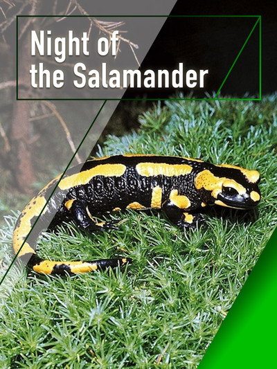 Póster de Night of the Salamander