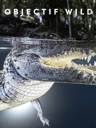 Póster de Objectif Wild: Face à face avec les crocodiles