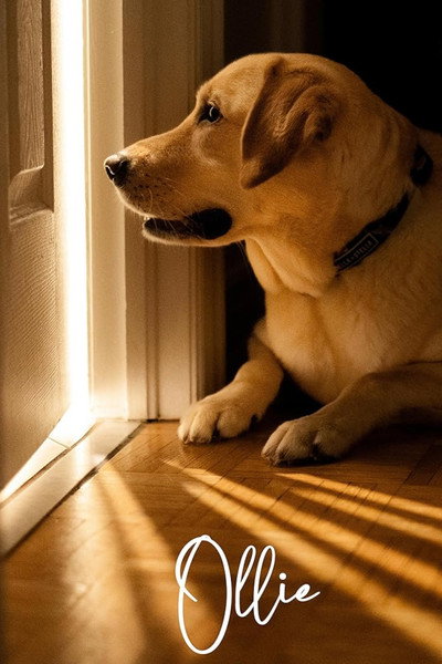Póster de Ollie