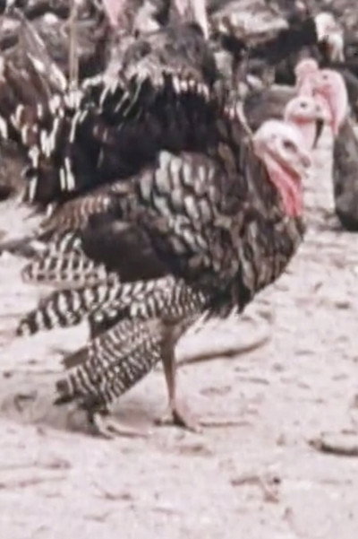 Póster de One Turkey, Two Turkey