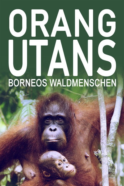 Póster de Orang-Utans - Borneos Waldmenschen