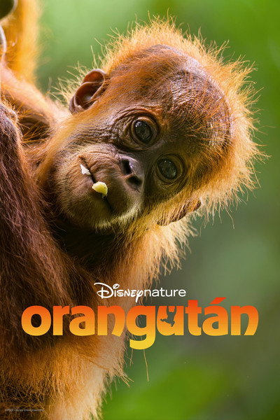 Póster de Orangután