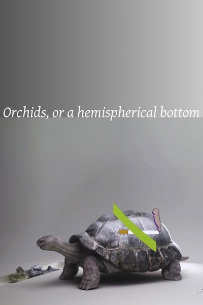 Póster de Orchids, or a Hemispherical Bottom