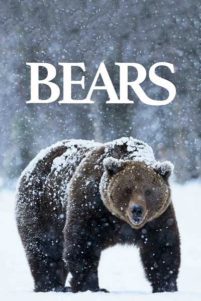 Póster de Osos