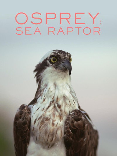 Póster de Osprey: Sea Raptor