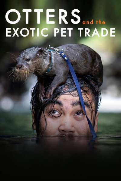 Póster de Otters and the Exotic Pet Trade