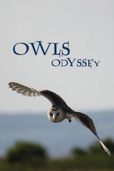 Póster de Owl's Odyssey