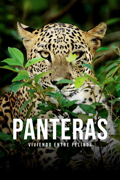 Póster de Panteras: Viviendo entre felinos