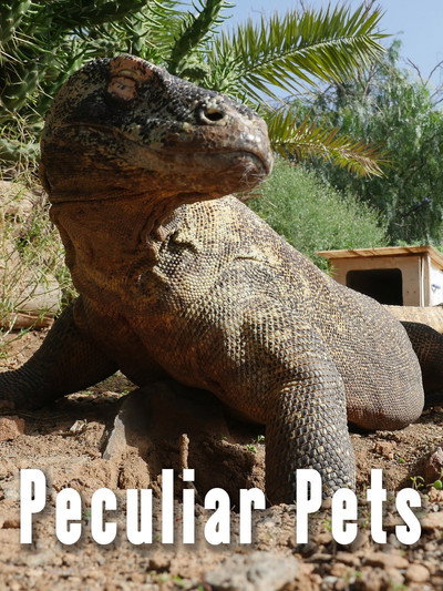Póster de Peculiar Pets