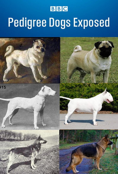 Póster de Pedigree Dogs Exposed