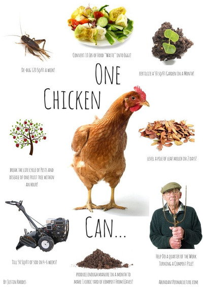 Póster de Permaculture Chickens