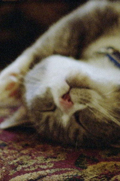 Póster de Pitcher of Colored Light
