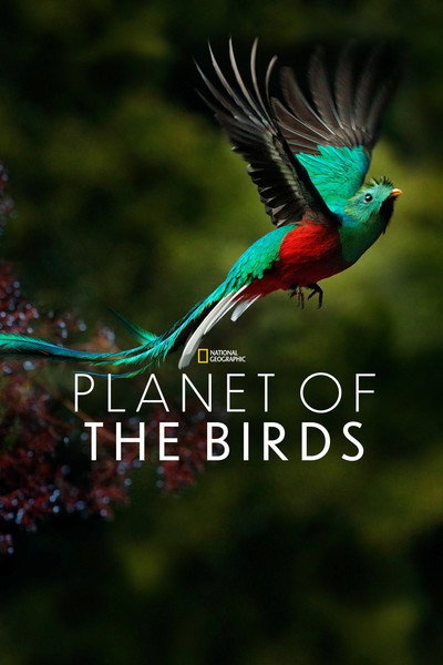 Póster de Planet of the Birds