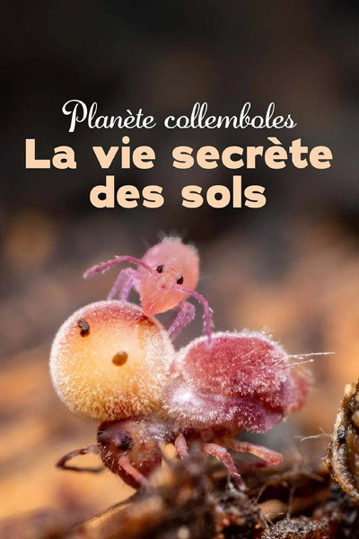 Póster de Planète collemboles: la vie secrète des sols