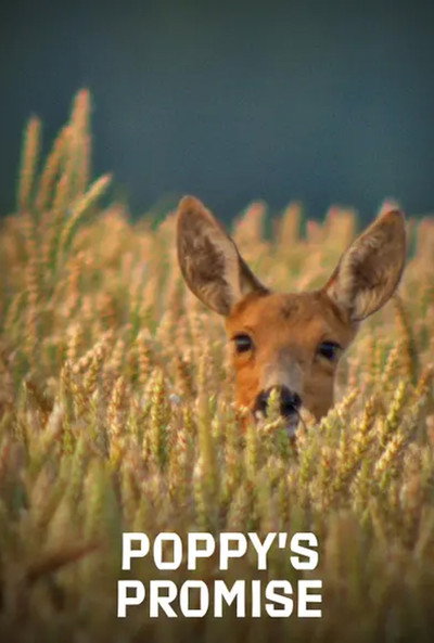 Póster de Poppy's Promise: Secret Life in a Cornfield