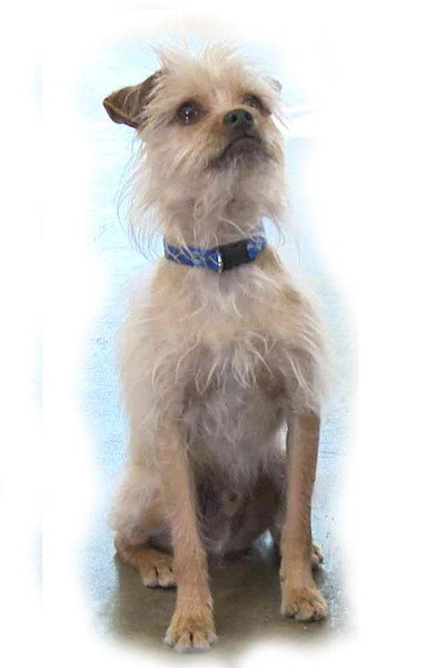 Póster de Pretty Little Doggie
