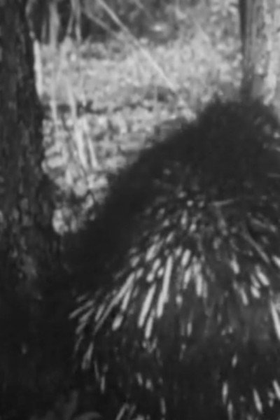 Póster de Prickly the Porcupine