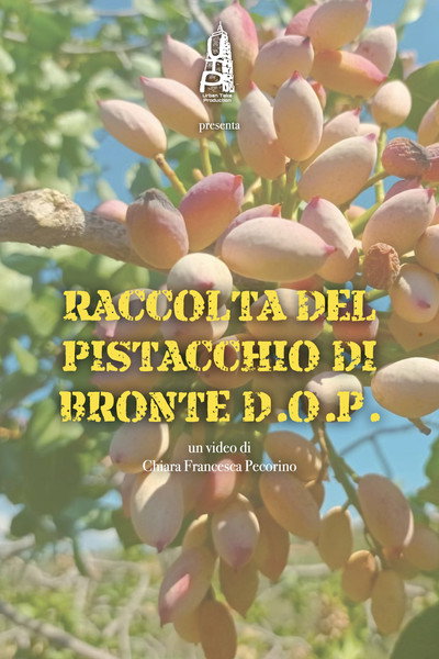 Póster de Raccolta del pistacchio di Bronte D.O.P.