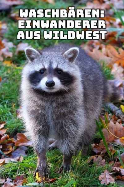 Póster de Raccoons: The New Europeans