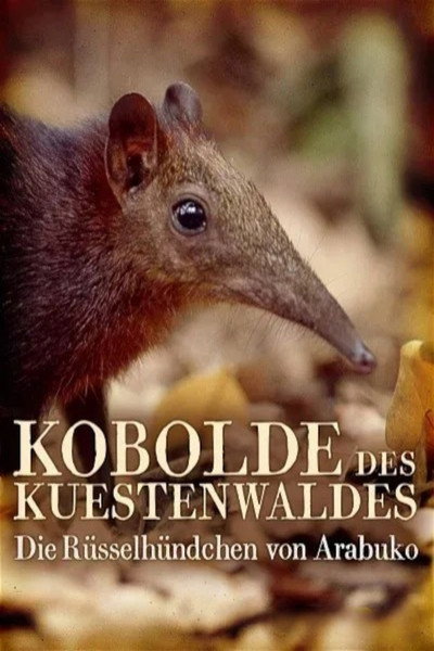 Póster de Rainforest Pixies: The Mysterious Rhynchocyon Shrew of Arabuko