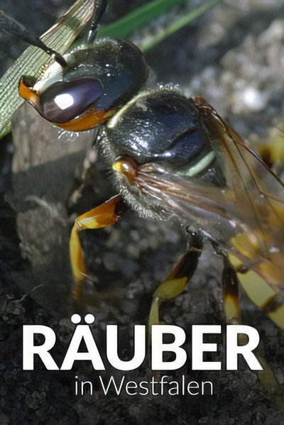 Póster de Räuber in Westfalen: Neues Leben in Panzerspuren