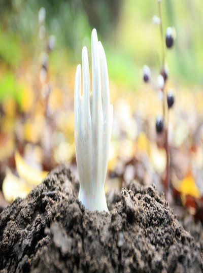 Póster de Regeneration