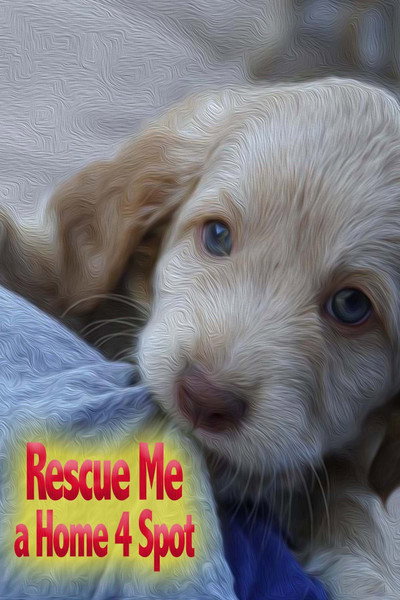 Póster de Rescue Me: A Home 4 Spot