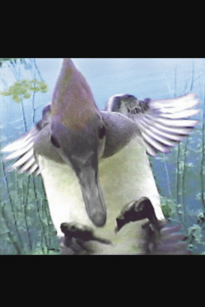 Póster de Ride of the Mergansers