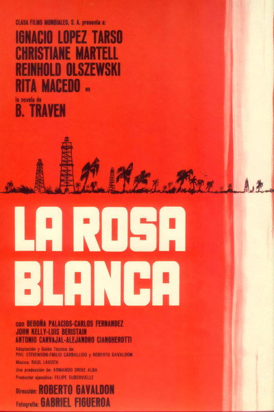 Póster de Rosa blanca