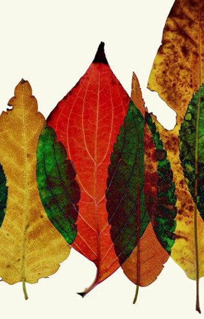 Póster de Sans Chlorophyll