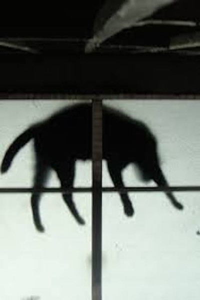 Póster de Scissors and the Cat