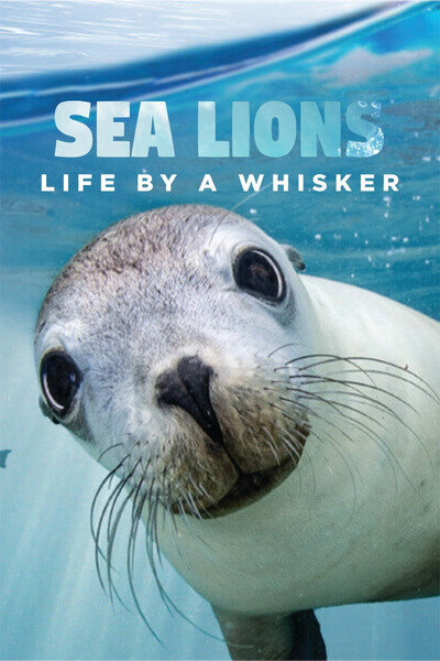 Póster de Sea Lions: Life by a Whisker