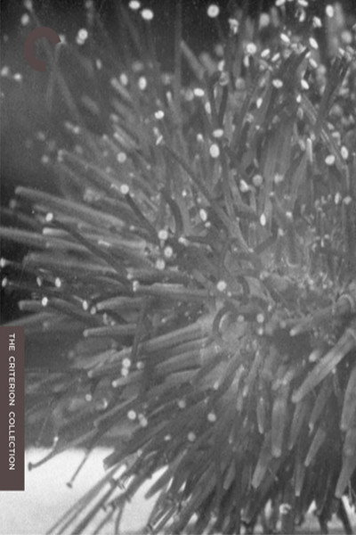 Póster de Sea Urchins